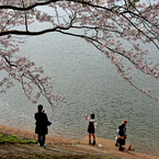 それぞれの桜