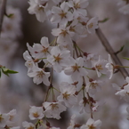 一重の枝垂れ桜-1