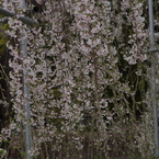 一重の枝垂れ桜-2