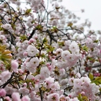 大阪造幣局の桜-2016