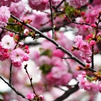 大阪造幣局の桜-2016