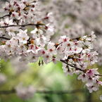 尼崎市塚口「つかしん」の桜並木2016