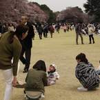 桜見る人々－１０