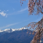 アルプスと枝垂れ桜