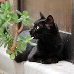 BLACK CAT