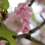 卯月桜ー関山ー１