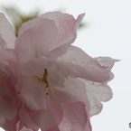 卯月桜ー福禄寿ー２