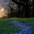 桜散る夕暮れの小路