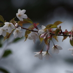 桜・さくら・サクラ-7