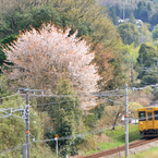 ロ－カル線　－山桜－