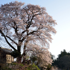 花巡り　其の五