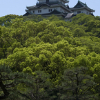 新緑の和歌山城#7