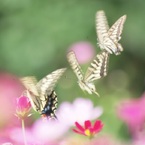 天使たちの舞