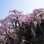 花巡り　其の九