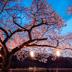Under the cherry moon.
