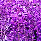 You make me feel goo ・・・Sexual Violet