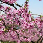 桃の花