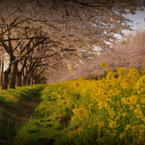 cherry and rape blossoms...