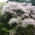新緑と桜