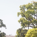 argus cinter 50/2.8