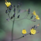 Konica Eye HEXANON 30/1.9