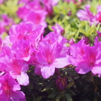 MRANDA 50/1.8