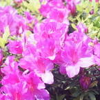 MRANDA 50/1.8