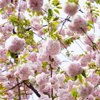 鹽竈桜01
