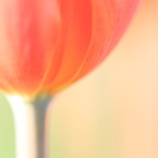 Bottom of Orange Tulip