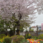 志水さんちの草木園_5