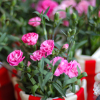 FLOWER 06