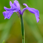 杜若（カキツバタ）