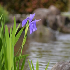杜若（カキツバタ）