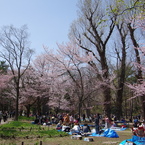 円山公園(1)1605
