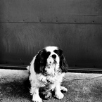 a dog