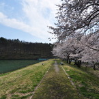 桜道