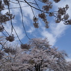 桜と空