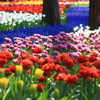 花の川