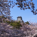 桜の向こう