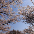 春の空