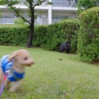 マッチョな黒猫。
