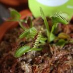 食虫植物　はえとり草