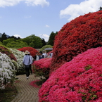 箱根のツツジ－６