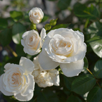 薔薇_5