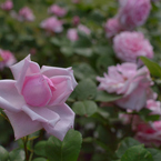 薔薇_6