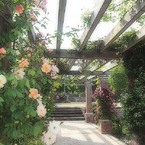 バラ庭園