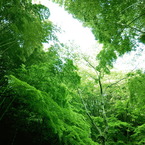 green fall 2