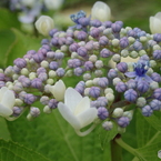 額紫陽花