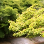 八瀬比叡山口