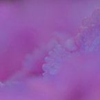 紫陽花の咲く頃　